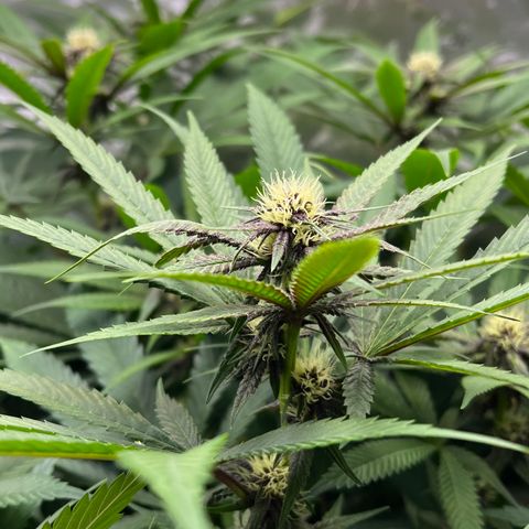 Cherry Royal growlog timeline photo