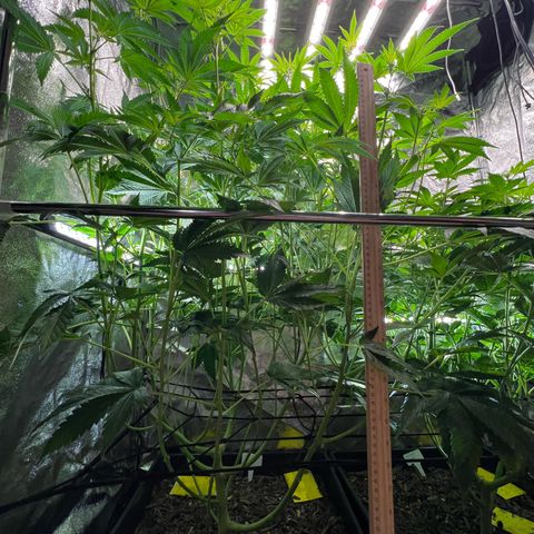 Blueberry Cupcake growlog timeline photo