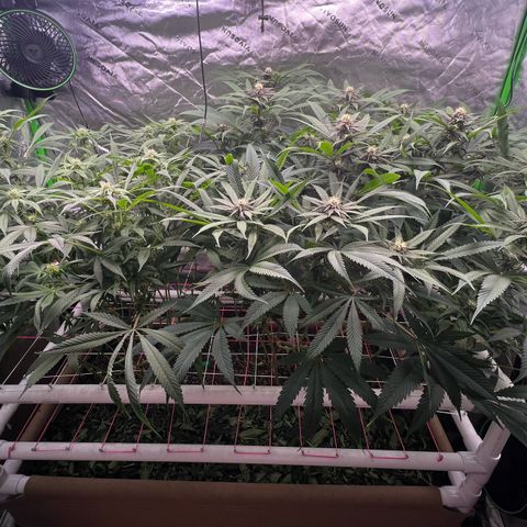 Cherry Royal growlog photo: Pre vs. Post defoliation