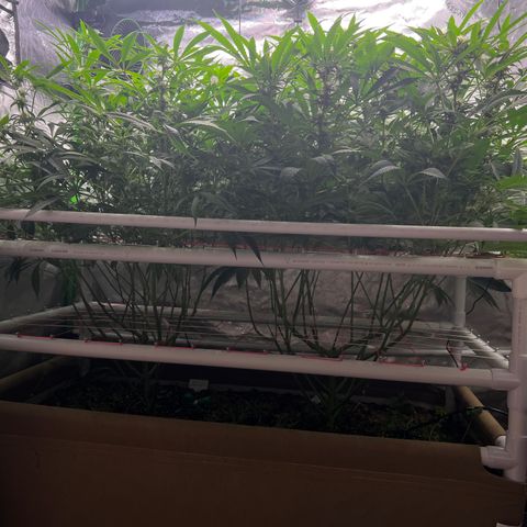 Cherry Royal growlog photo: Pre vs. Post defoliation