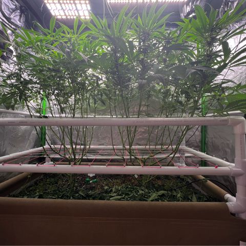 Cherry Royal growlog photo: Pre vs. Post defoliation