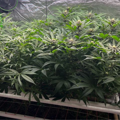 Cherry Royal growlog photo: Pre vs. Post defoliation