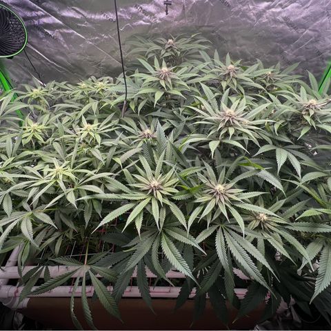 Cherry Royal growlog photo: Pre vs. Post defoliation