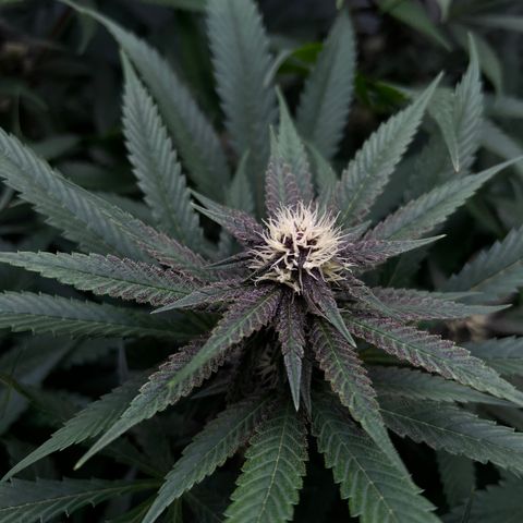 Cherry Royal growlog timeline photo