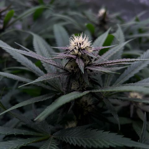 Cherry Royal growlog timeline photo