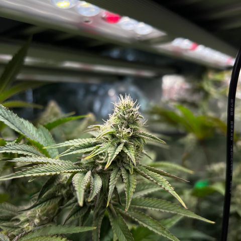 Blueberry Cupcake growlog timeline photo