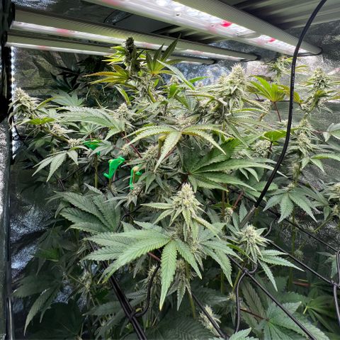 Blueberry Cupcake growlog timeline photo