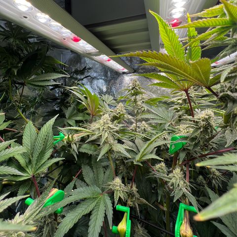 Blueberry Cupcake growlog timeline photo