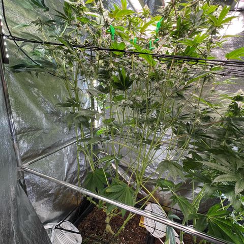 Blueberry Cupcake growlog timeline photo