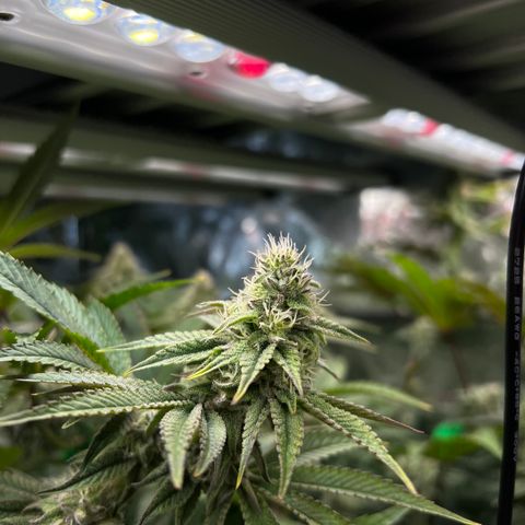 Blueberry Cupcake growlog timeline photo