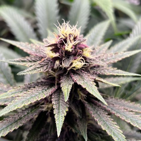 Cherry Royal growlog timeline photo