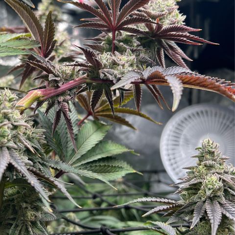 Blueberry Cupcake growlog timeline photo