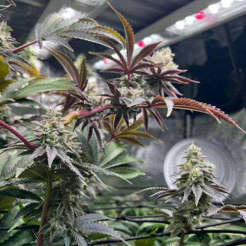 Blueberry Cupcake growlog timeline photo