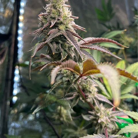Blueberry Cupcake growlog timeline photo