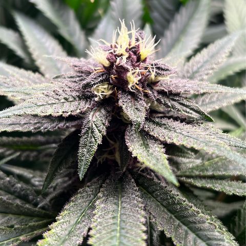 Cherry Royal growlog timeline photo