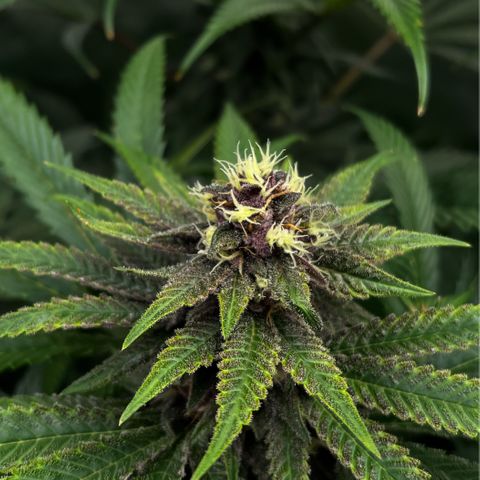 Cherry Royal growlog timeline photo
