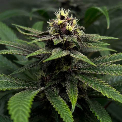 Cherry Royal growlog timeline photo