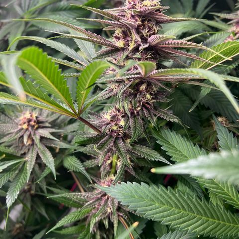 Cherry Royal growlog timeline photo