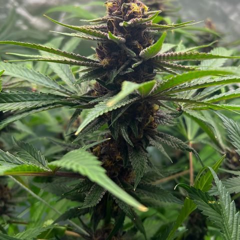 Cherry Royal growlog photo: A green 💚 and a purple 💜 genotype of the InHouse Genetics Cherry Royal 