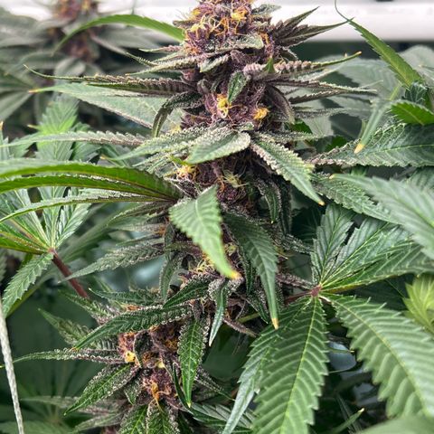 Cherry Royal growlog photo: A green 💚 and a purple 💜 genotype of the InHouse Genetics Cherry Royal 