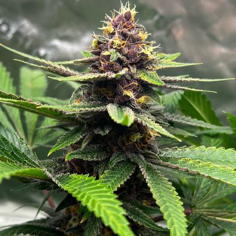 Cherry Royal growlog photo: A green 💚 and a purple 💜 genotype of the InHouse Genetics Cherry Royal 