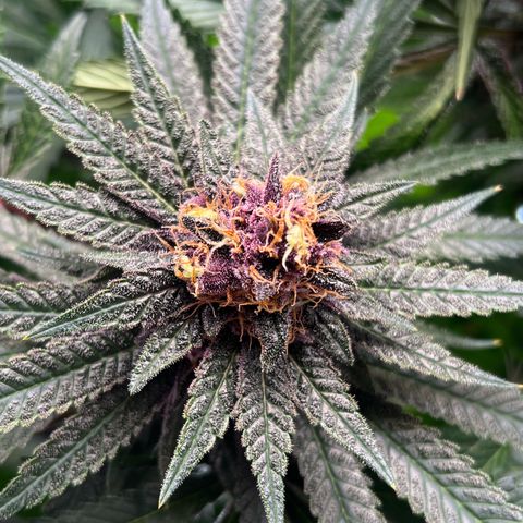Cherry Royal growlog photo: A green 💚 and a purple 💜 genotype of the InHouse Genetics Cherry Royal 