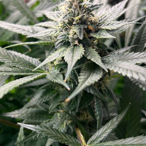 Cherry Royal growlog photo: A green 💚 and a purple 💜 genotype of the InHouse Genetics Cherry Royal 