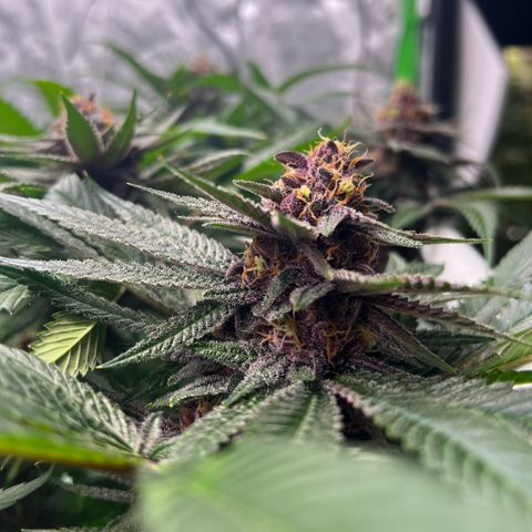 Cherry Royal growlog photo: A green 💚 and a purple 💜 genotype of the InHouse Genetics Cherry Royal 