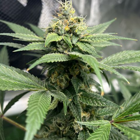 Cherry Royal growlog photo: A green 💚 and a purple 💜 genotype of the InHouse Genetics Cherry Royal 