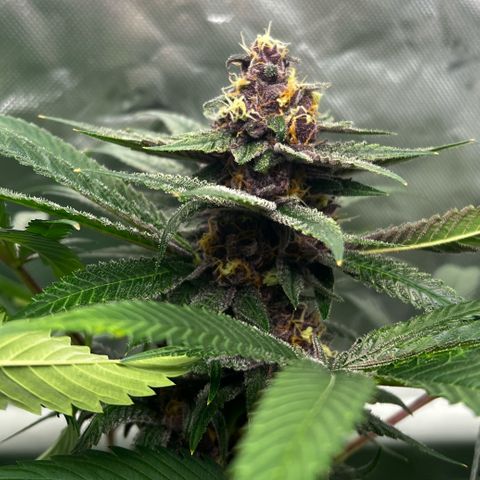 Cherry Royal growlog photo: A green 💚 and a purple 💜 genotype of the InHouse Genetics Cherry Royal 