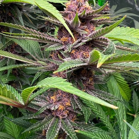 Cherry Royal growlog timeline photo