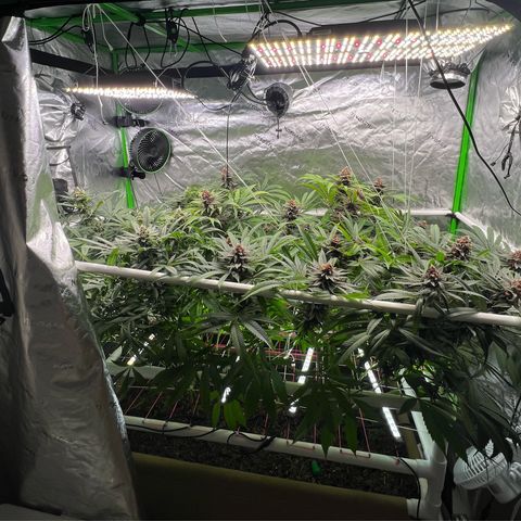 Cherry Royal growlog timeline photo