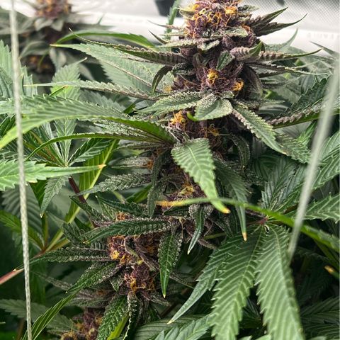 Cherry Royal growlog timeline photo