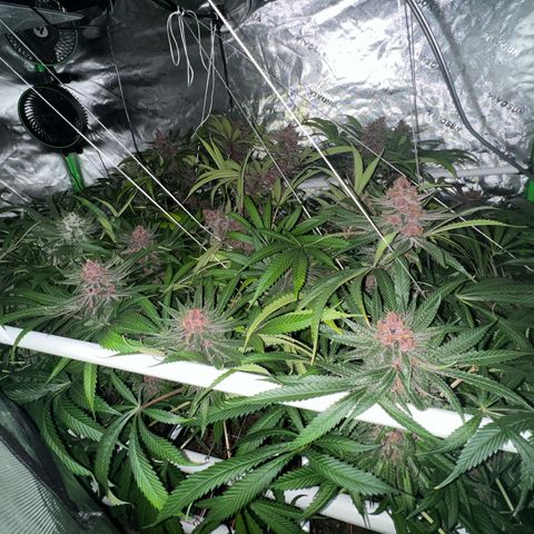 Cherry Royal growlog timeline photo