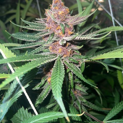 Cherry Royal growlog timeline photo