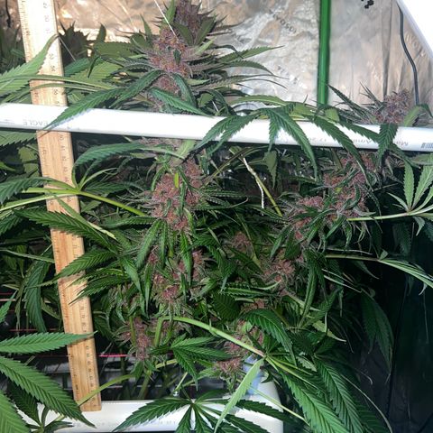 Cherry Royal growlog timeline photo