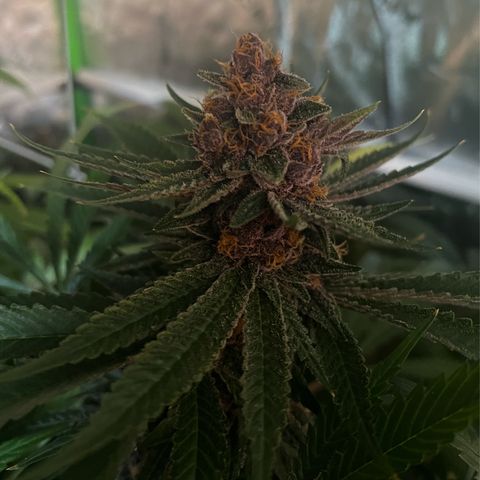Cherry Royal growlog timeline photo