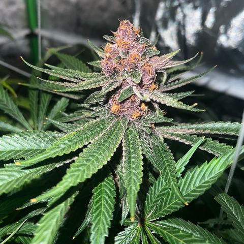 Cherry Royal growlog timeline photo