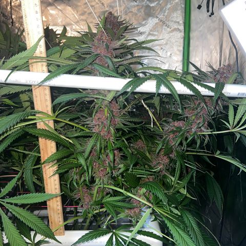 Cherry Royal growlog timeline photo