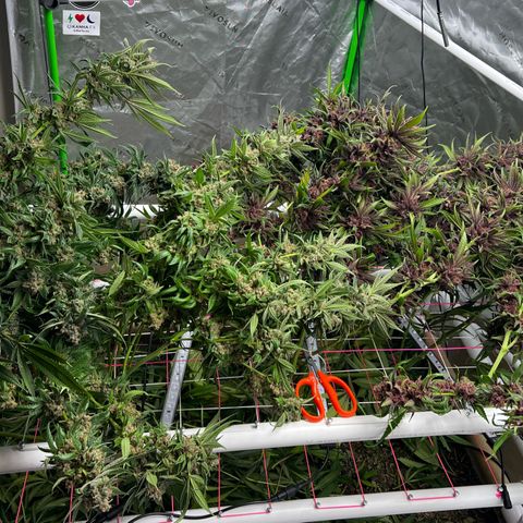 Cherry Royal growlog timeline photo