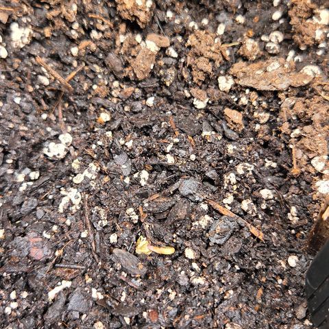 Jelly Donutz #1 growlog timeline photo