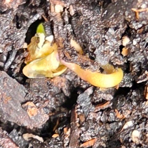 Jelly Donutz #1 growlog timeline photo