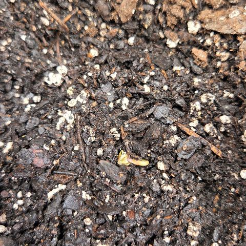 Jelly Donutz #1 growlog timeline photo