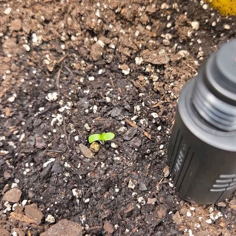 Jelly Donutz #1 growlog timeline photo