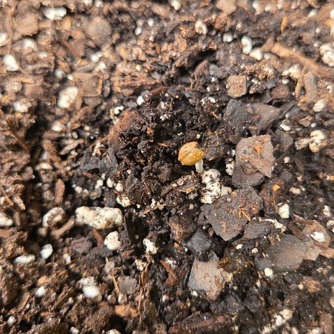 Jelly Donutz #2 growlog timeline photo