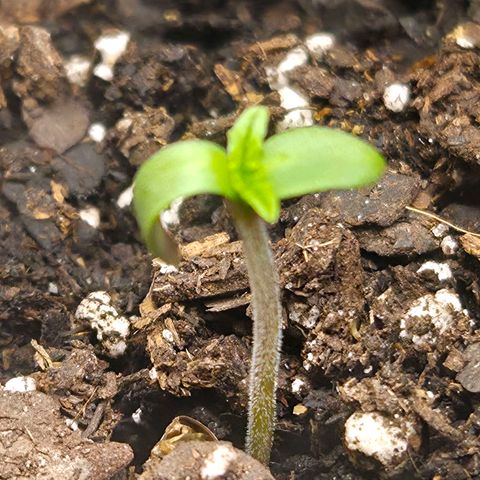 Jelly Donutz #1 growlog timeline photo