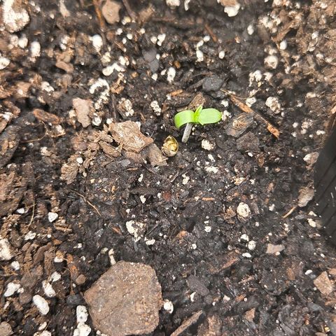 Jelly Donutz #1 growlog timeline photo