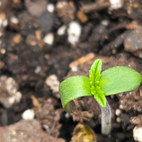 Jelly Donutz #1 growlog timeline photo