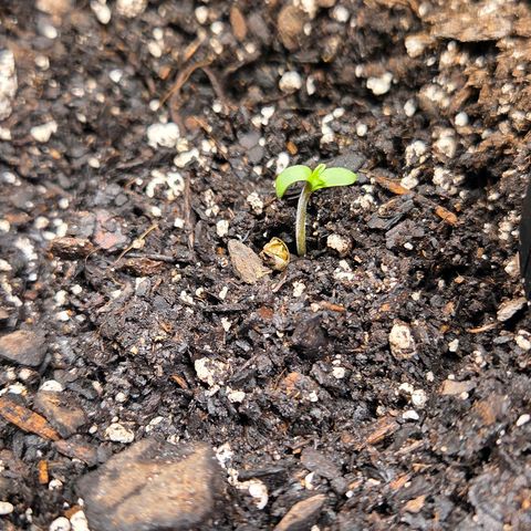 Jelly Donutz #1 growlog timeline photo