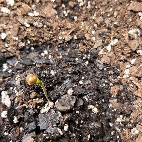 Jelly Donutz #2 growlog timeline photo